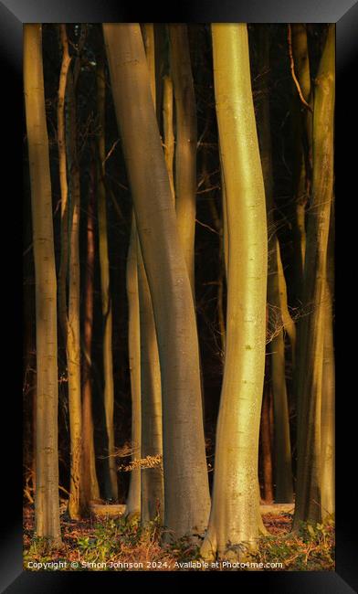 Sunlit tree trunks  Framed Print by Simon Johnson
