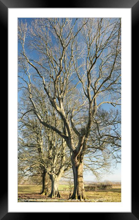 Treescape  Framed Mounted Print by Simon Johnson