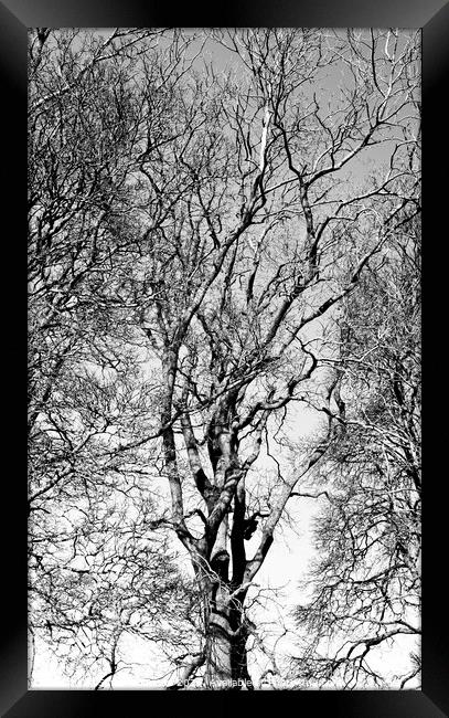 Treescape Framed Print by Simon Johnson