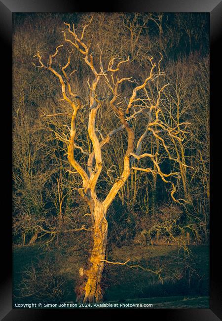 Sunlit tree  Framed Print by Simon Johnson