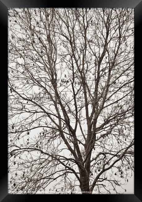 Tree profile in monochrome  Framed Print by Simon Johnson