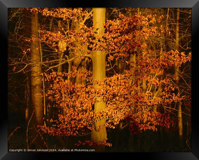 Sunlit Leaves Framed Print by Simon Johnson