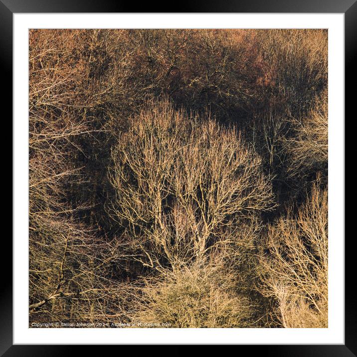 Sunlit winter woodland   Framed Mounted Print by Simon Johnson