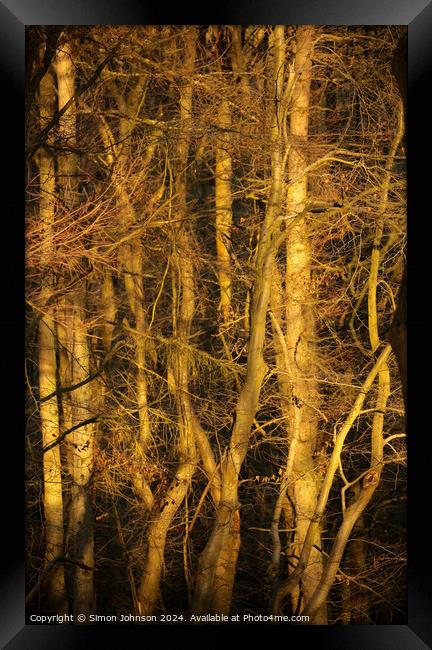 Sunlit Woodland  Framed Print by Simon Johnson