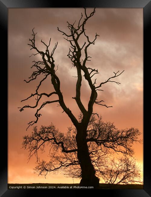 A large tree Framed Print by Simon Johnson