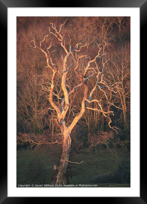 Lightning tree sunlit  Framed Mounted Print by Simon Johnson