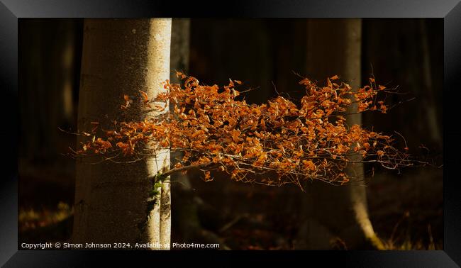 sunlit Beech leaves Framed Print by Simon Johnson