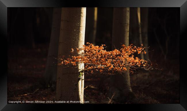 sunlit  Beech leaves Framed Print by Simon Johnson