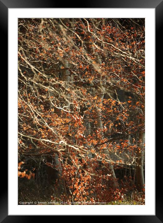 sunlit leaves and branches Framed Mounted Print by Simon Johnson