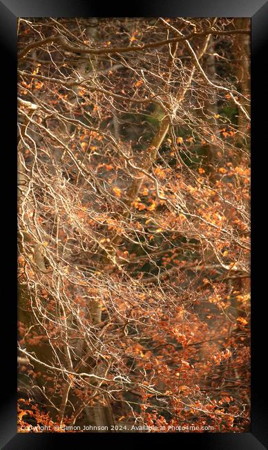 sunlit leaves and branches Framed Print by Simon Johnson