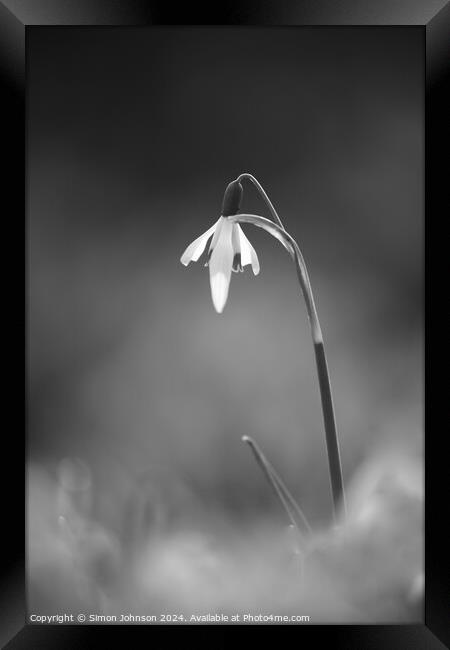 Snowdrop monochrome  Framed Print by Simon Johnson