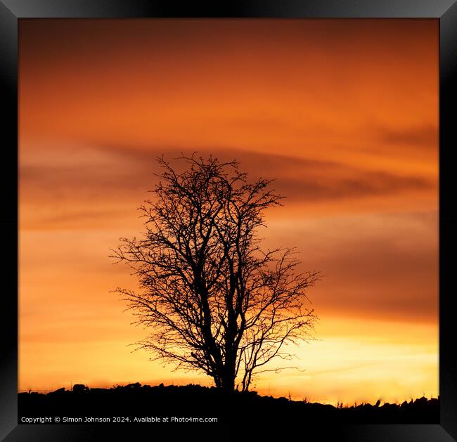 Tree silhouette  at Sunset Framed Print by Simon Johnson