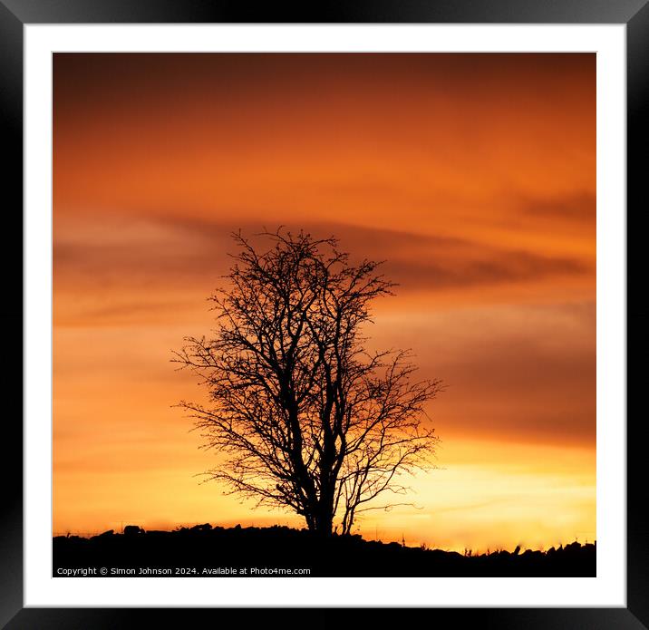Tree silhouette  at Sunset Framed Mounted Print by Simon Johnson