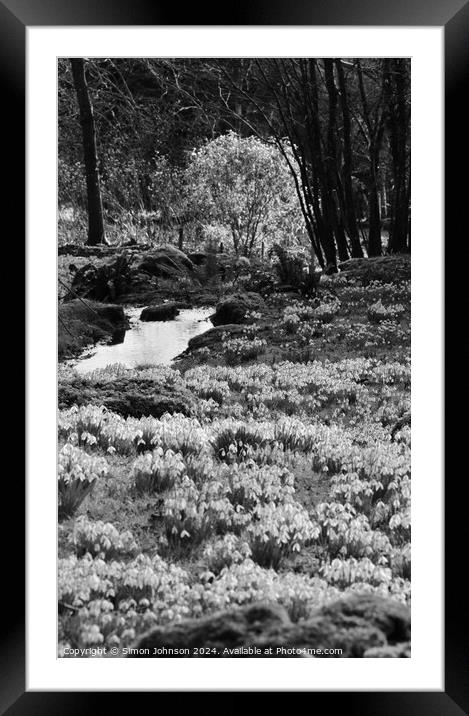 Spring Snowcrops in Monchrome Framed Mounted Print by Simon Johnson