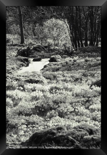 Sunlit Snowdrop sin monochrome  Framed Print by Simon Johnson