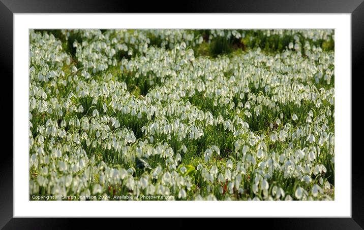 A few Snowdrops Framed Mounted Print by Simon Johnson
