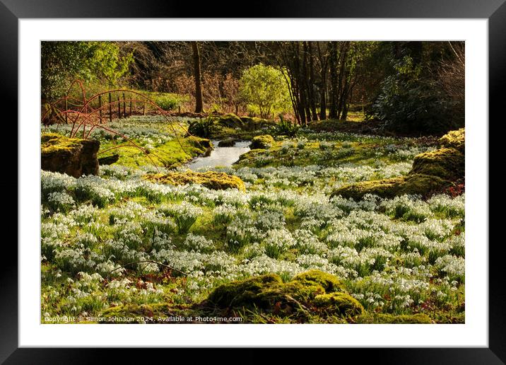 Sunlit tree and Snowdrops Framed Mounted Print by Simon Johnson