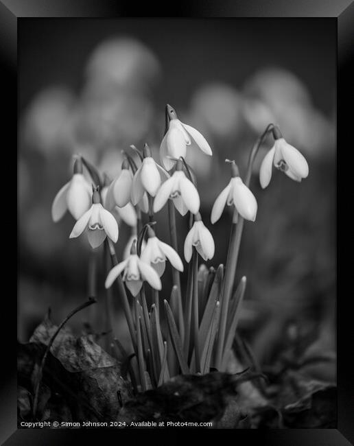  clump of Snowdrop flowers Framed Print by Simon Johnson