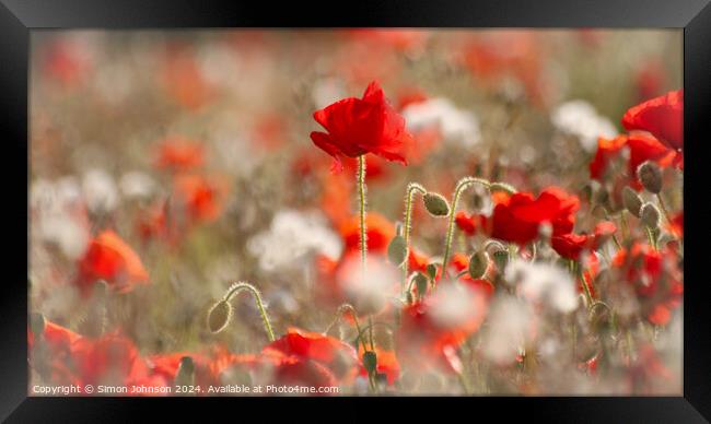 Poppy flowers Framed Print by Simon Johnson