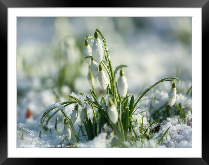 Snowdrops in snow Framed Mounted Print by Simon Johnson