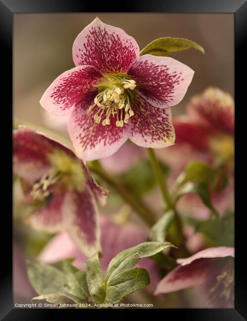 Hellebore flower Framed Print by Simon Johnson