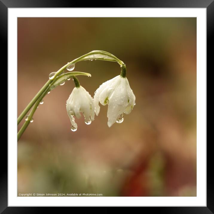 A close up of Snowdrops with morning dew Framed Mounted Print by Simon Johnson