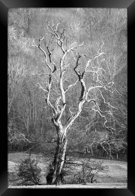  Lightening  tree Framed Print by Simon Johnson