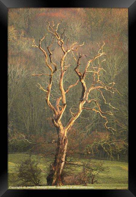 Lightening  tree Framed Print by Simon Johnson