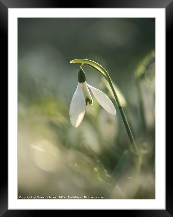 Sunlit Snowdrop  Framed Mounted Print by Simon Johnson