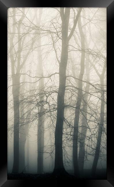 Misty woodland Framed Print by Simon Johnson