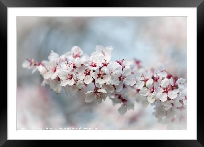 Early Spring Cherry Blossom Framed Mounted Print by Simon Johnson