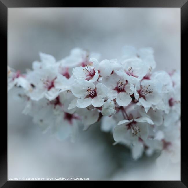 A close up of spring Cherry Blossom Framed Print by Simon Johnson