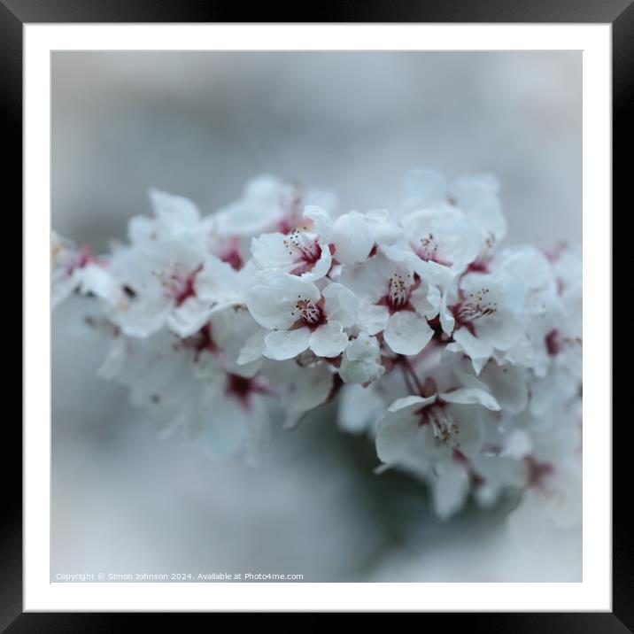 A close up of spring Cherry Blossom Framed Mounted Print by Simon Johnson