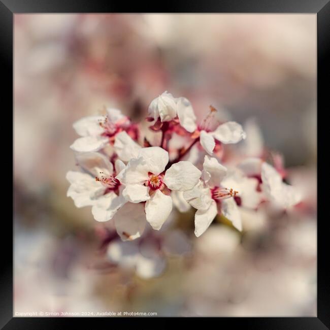Cherry Blossom flower Framed Print by Simon Johnson