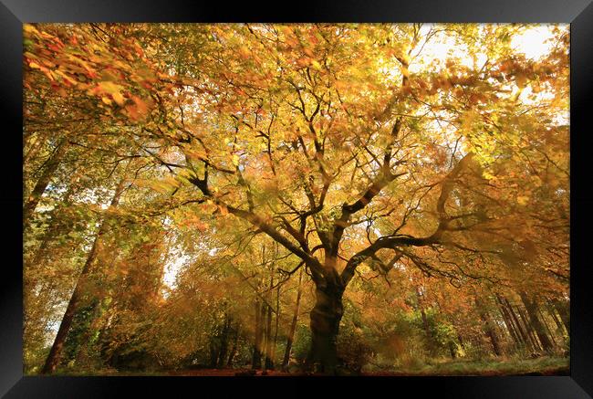 autumnal woodland Framed Print by Simon Johnson