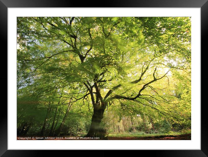 beech tree with wind blown leaves Framed Mounted Print by Simon Johnson