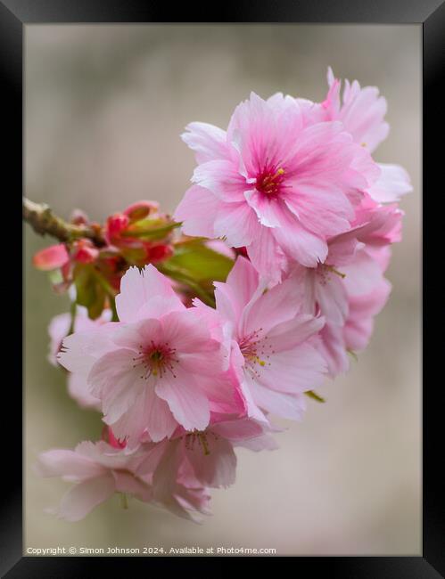 Pink Cherry blossom Framed Print by Simon Johnson