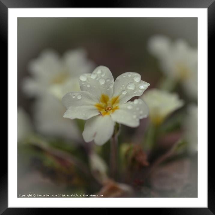 Primrose flower Framed Mounted Print by Simon Johnson