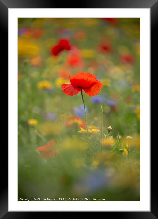 A close up of a Poppy flower Framed Mounted Print by Simon Johnson