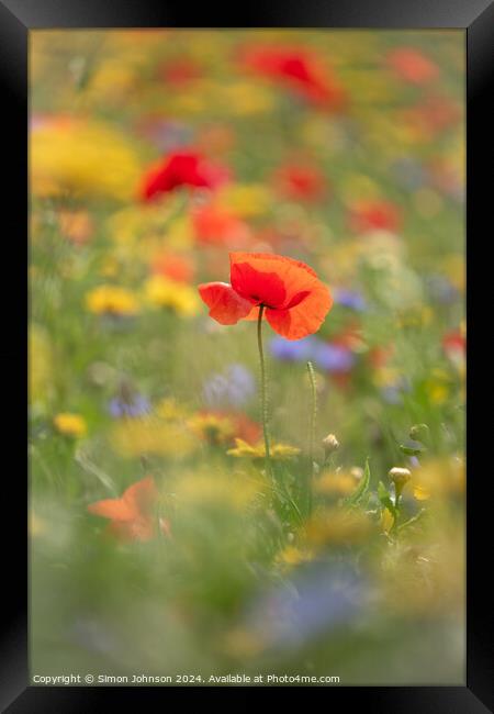 A close up of a  Poppy flower Framed Print by Simon Johnson