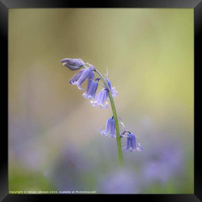 Bluebell flower Framed Print by Simon Johnson