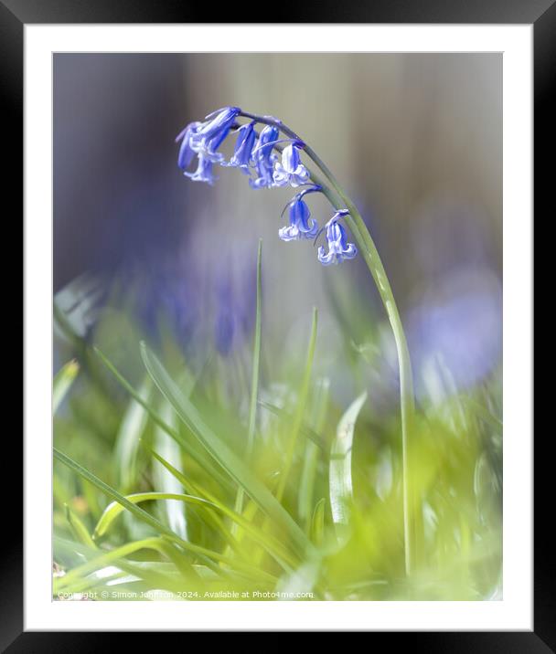 A close up of a bluebell flower  Framed Mounted Print by Simon Johnson