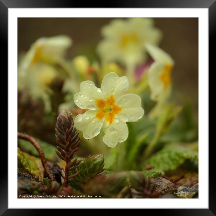 Primrose  flower Framed Mounted Print by Simon Johnson