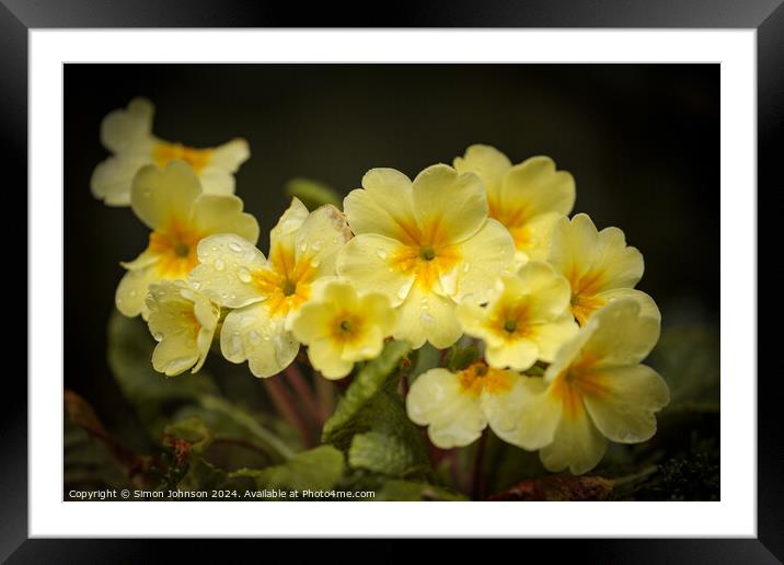 Primrose flowers  Framed Mounted Print by Simon Johnson