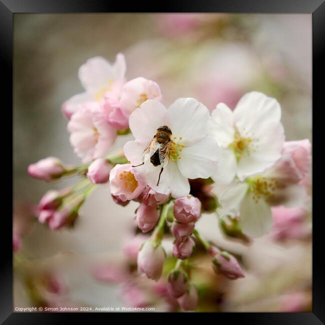 bee in Blossom Framed Print by Simon Johnson