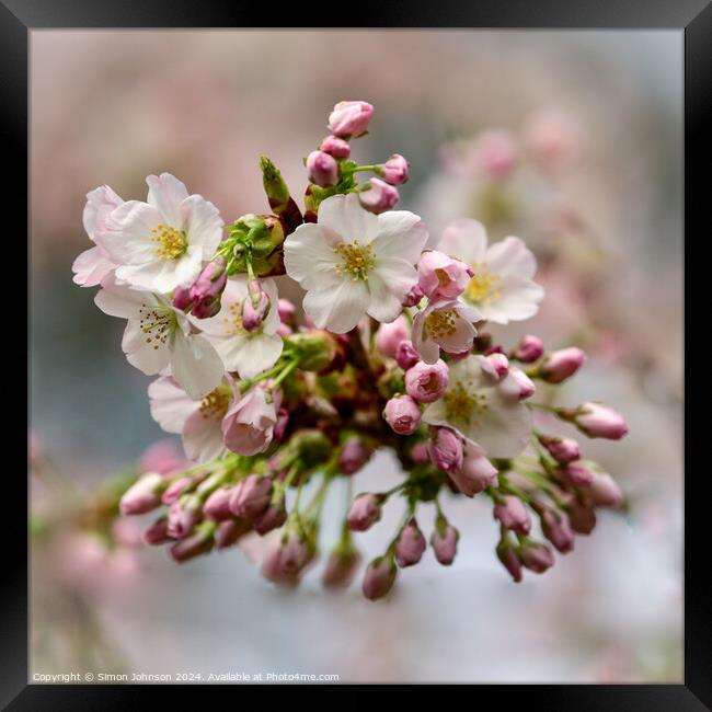 Cherry Blossom   Framed Print by Simon Johnson
