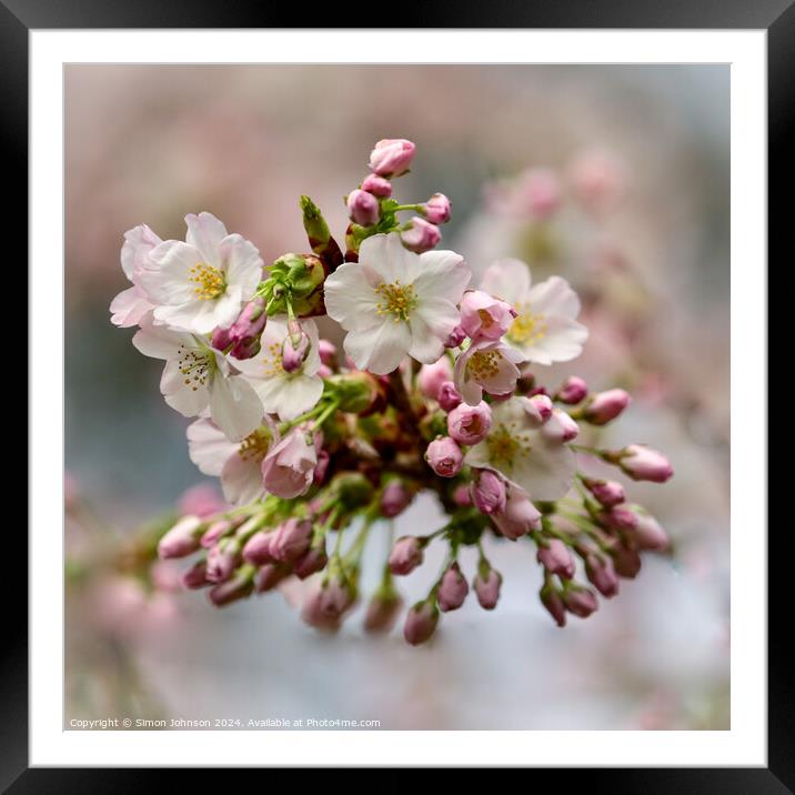 Cherry Blossom   Framed Mounted Print by Simon Johnson