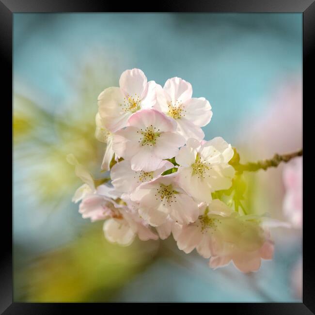 spring cherry blossom Framed Print by Simon Johnson