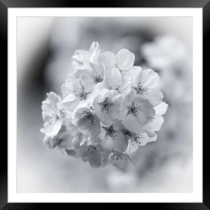  spring blossom in Monochrome  Framed Mounted Print by Simon Johnson