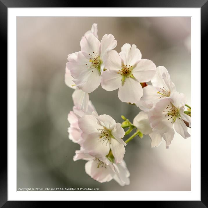 Plant flower Framed Mounted Print by Simon Johnson